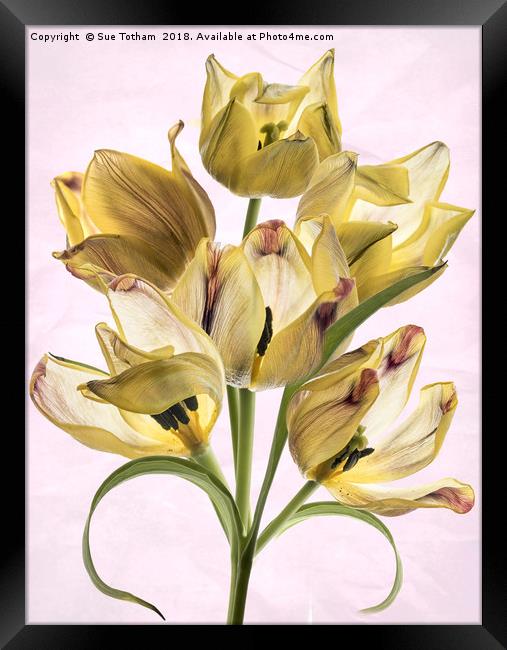 Tulip Bouquet Framed Print by Sue Totham