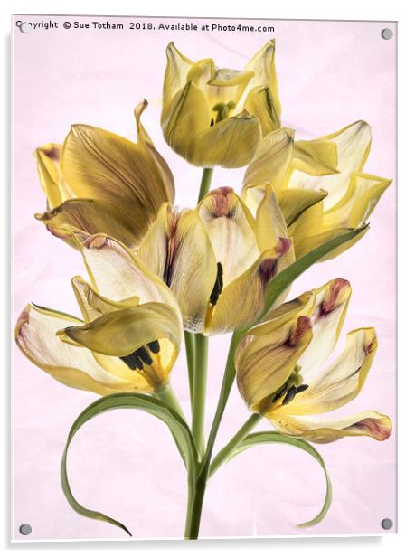 Tulip Bouquet Acrylic by Sue Totham