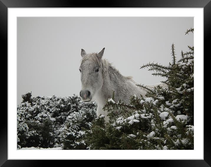 White horse Framed Mounted Print by kelly Draper