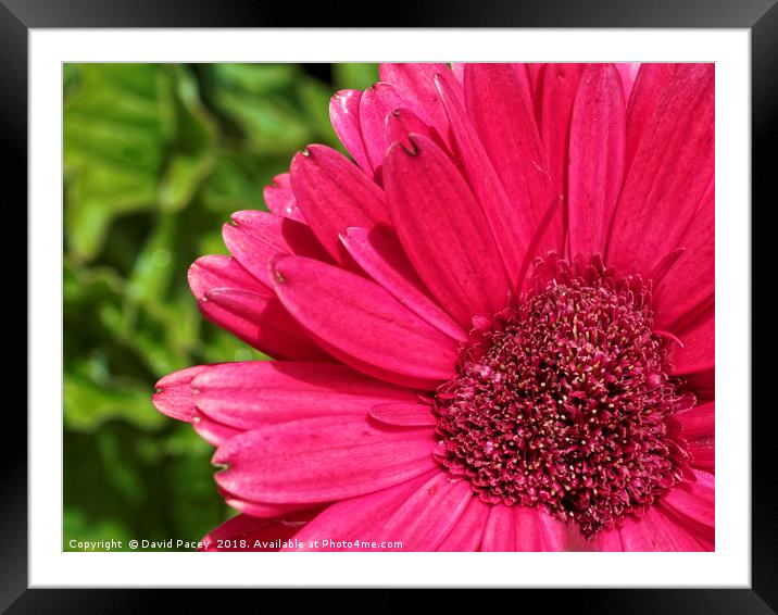 Flower         Framed Mounted Print by David Pacey