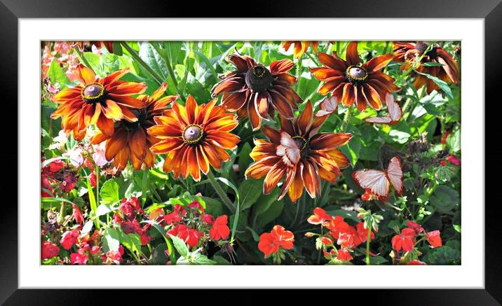 flower show Framed Mounted Print by sue davies