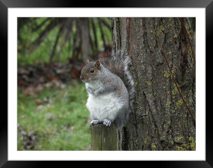 Squirrel on a stump Framed Mounted Print by kelly Draper