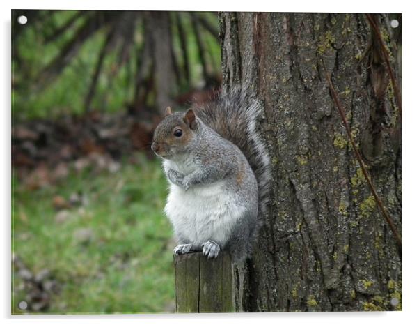 Squirrel on a stump Acrylic by kelly Draper