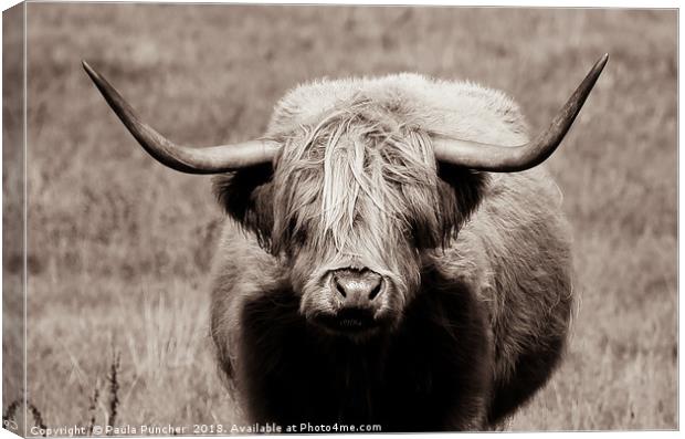 Highland Cow Stare Canvas Print by Paula Puncher