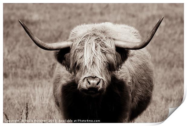 Highland Cow Stare Print by Paula Puncher