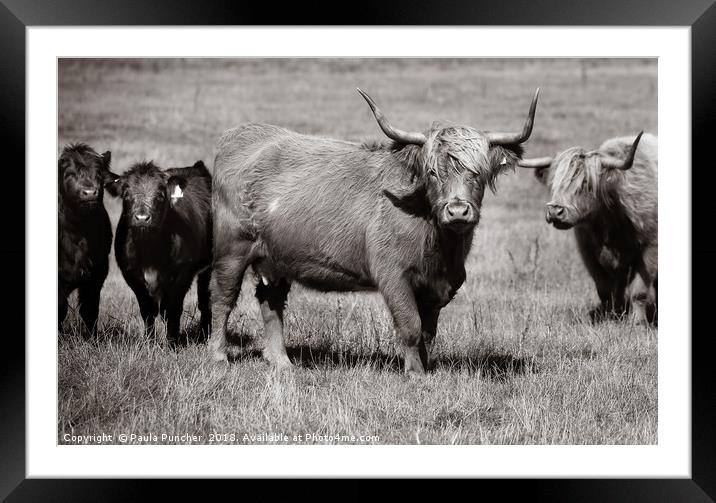 Cow gang  Framed Mounted Print by Paula Puncher