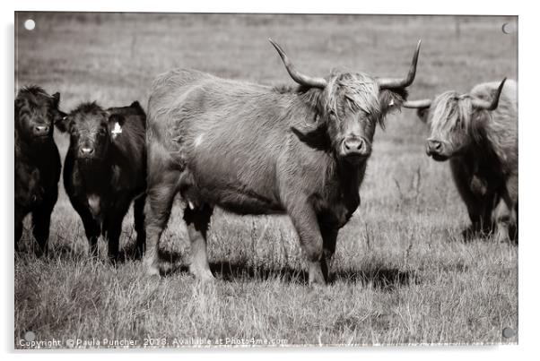 Cow gang  Acrylic by Paula Puncher