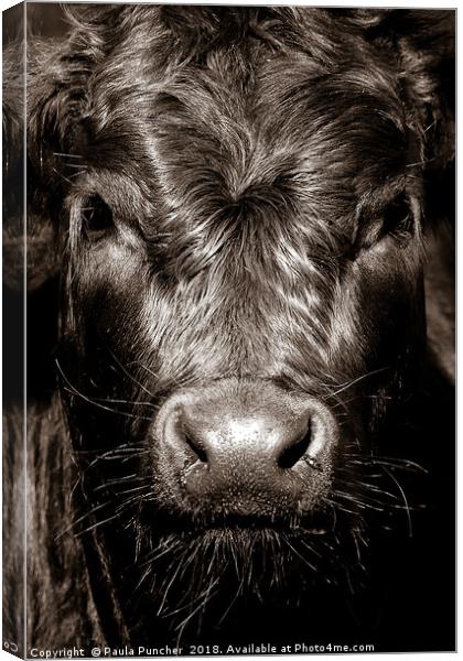 Cow Face  Canvas Print by Paula Puncher