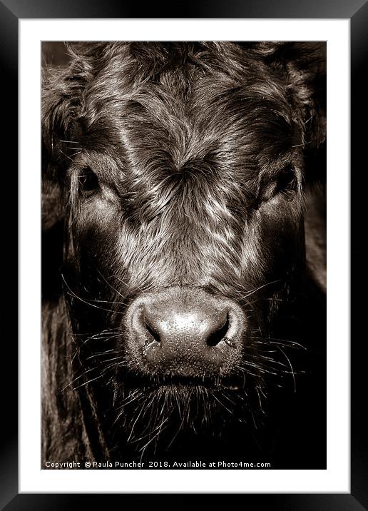 Cow Face  Framed Mounted Print by Paula Puncher