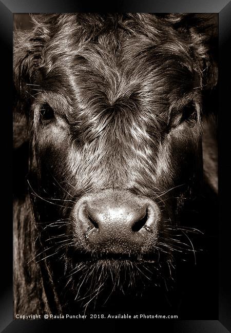 Cow Face  Framed Print by Paula Puncher
