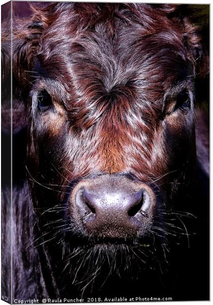Staring Cow Canvas Print by Paula Puncher
