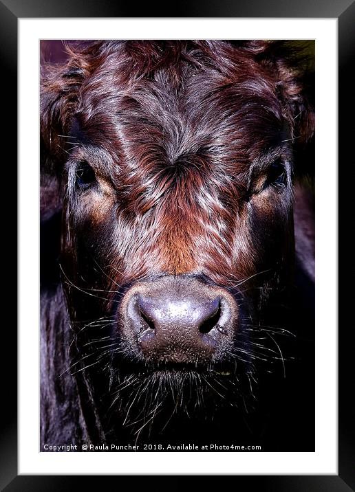 Staring Cow Framed Mounted Print by Paula Puncher
