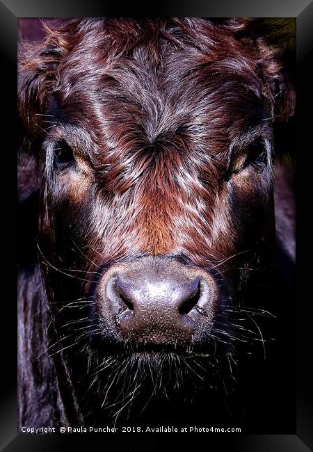 Staring Cow Framed Print by Paula Puncher