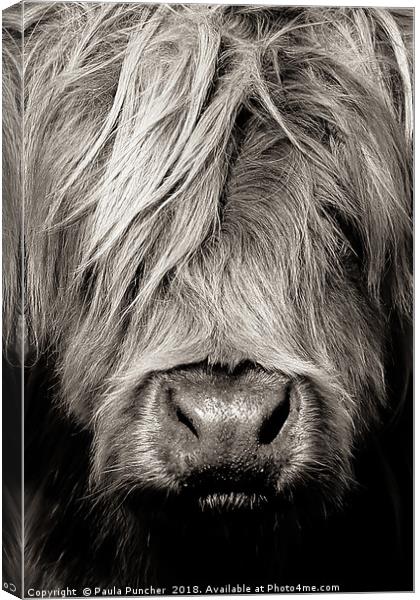 Highland cow close up Canvas Print by Paula Puncher