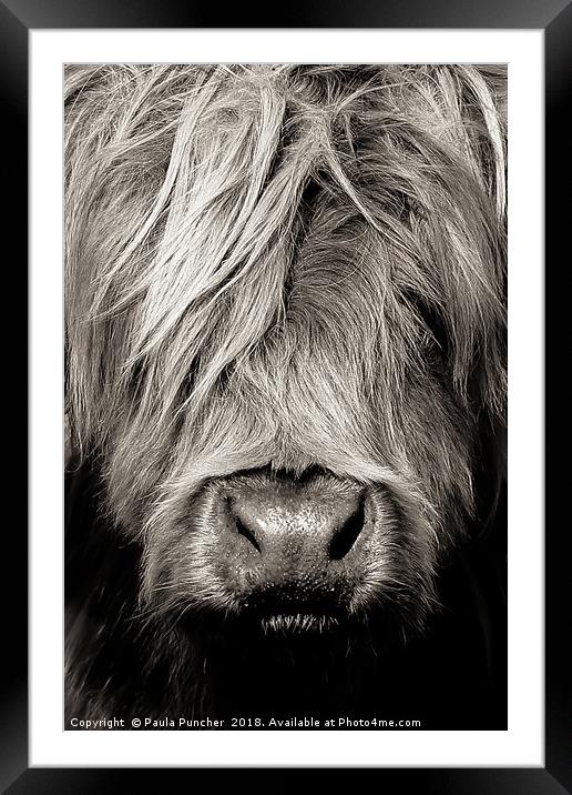 Highland cow close up Framed Mounted Print by Paula Puncher