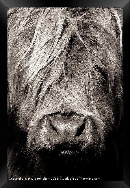 Highland cow close up Framed Print by Paula Puncher