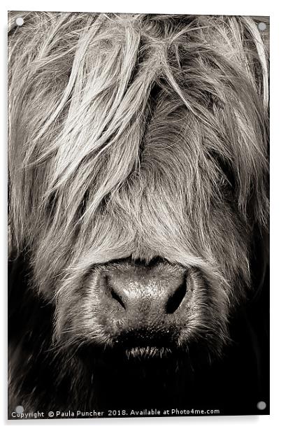 Highland cow close up Acrylic by Paula Puncher
