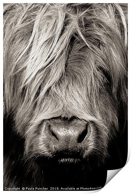 Highland cow close up Print by Paula Puncher