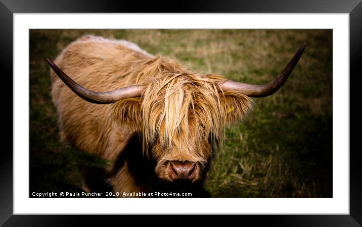 Highland Cow  Framed Mounted Print by Paula Puncher