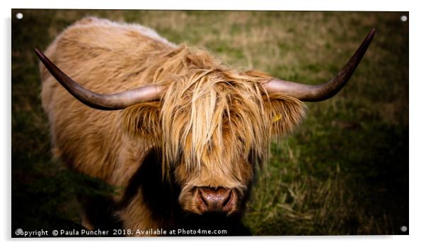 Highland Cow  Acrylic by Paula Puncher