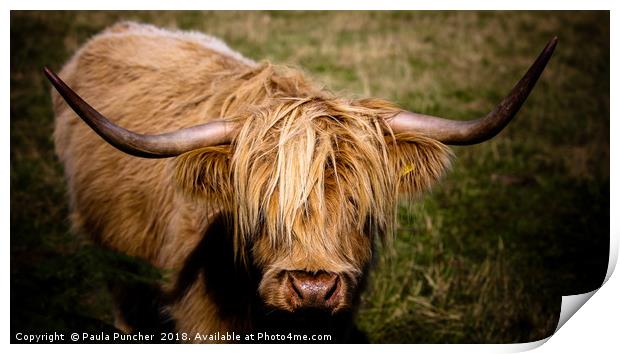 Highland Cow  Print by Paula Puncher