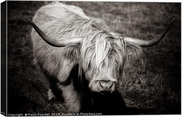Highland cow in monochrome  Canvas Print by Paula Puncher