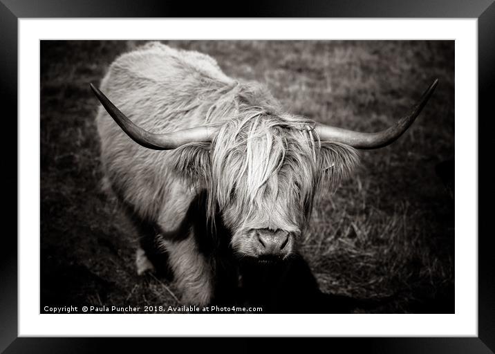 Highland cow in monochrome  Framed Mounted Print by Paula Puncher