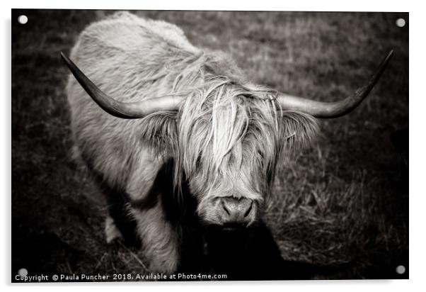 Highland cow in monochrome  Acrylic by Paula Puncher