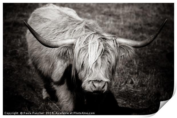 Highland cow in monochrome  Print by Paula Puncher