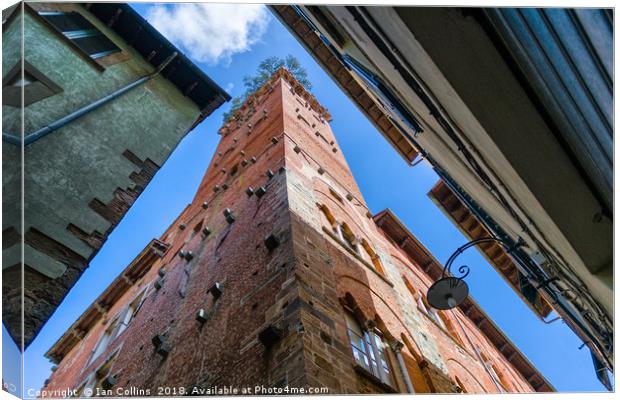 Guinigi Tower, Lucca Canvas Print by Ian Collins