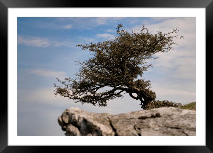                                Windswept Tree Framed Mounted Print by jason jones