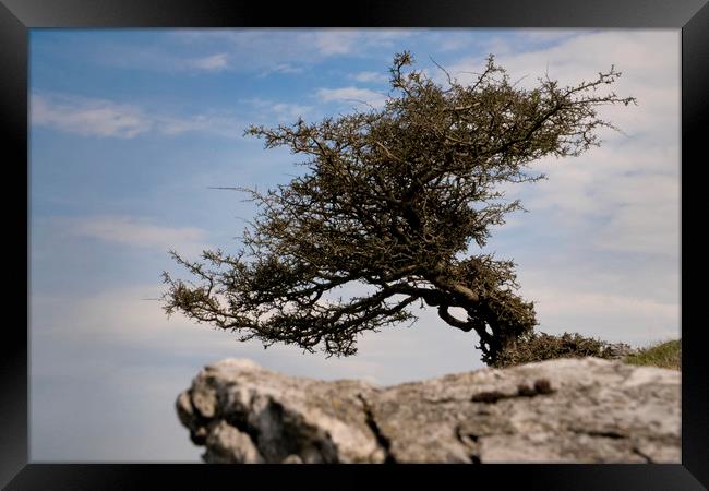                                Windswept Tree Framed Print by jason jones