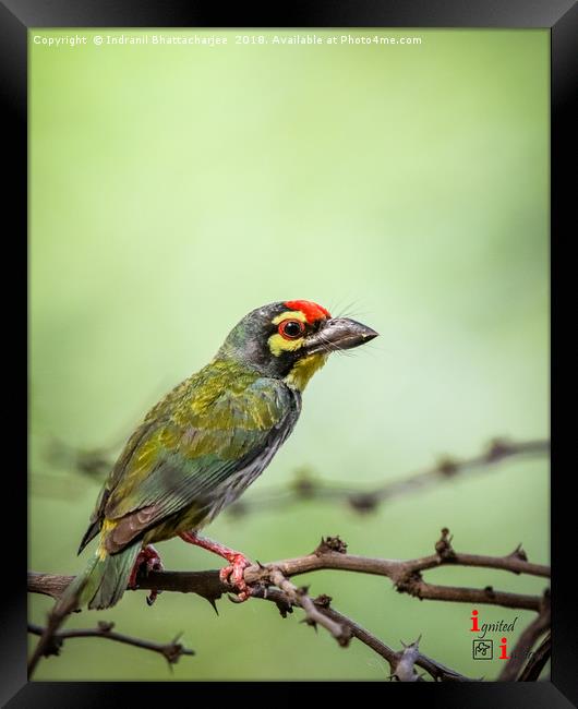Coppersmith Barbet Framed Print by Indranil Bhattacharjee
