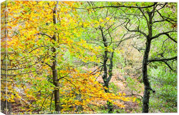 Trees in Autumn, Padley Gorge Canvas Print by Martyn Williams