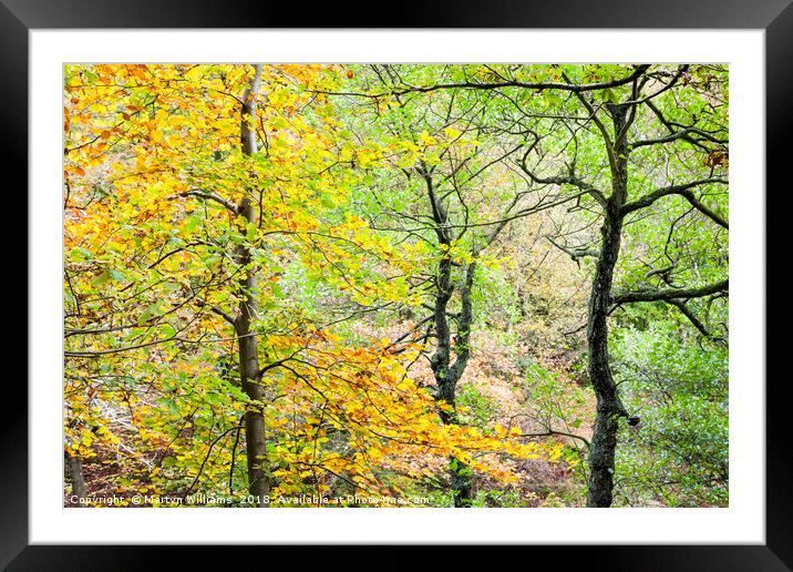 Trees in Autumn, Padley Gorge Framed Mounted Print by Martyn Williams