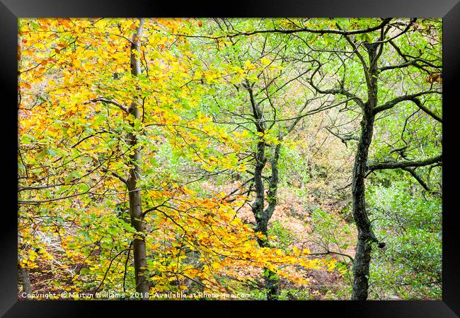 Trees in Autumn, Padley Gorge Framed Print by Martyn Williams