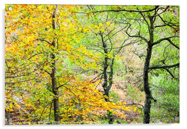 Trees in Autumn, Padley Gorge Acrylic by Martyn Williams