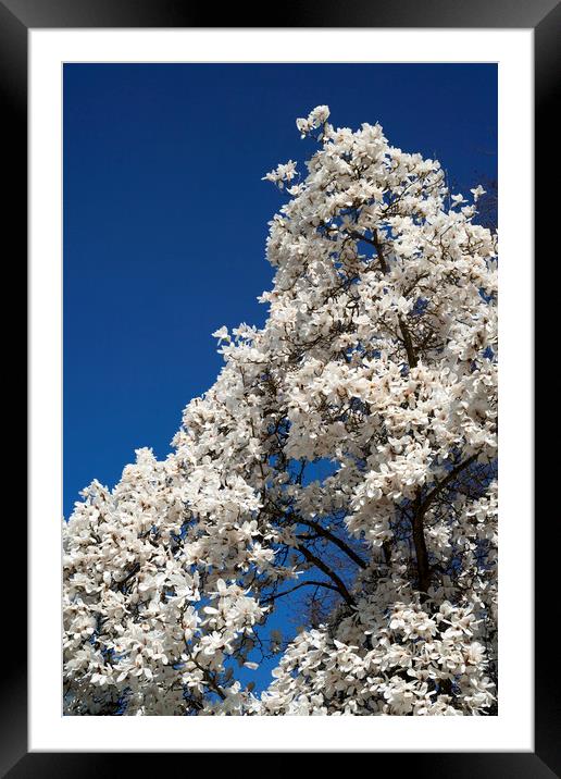 White magnolia tree in blossom Framed Mounted Print by Philip Enticknap