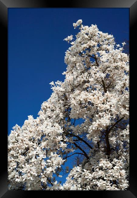 White magnolia tree in blossom Framed Print by Philip Enticknap