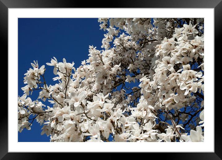 White magnolia tree in blossom Framed Mounted Print by Philip Enticknap