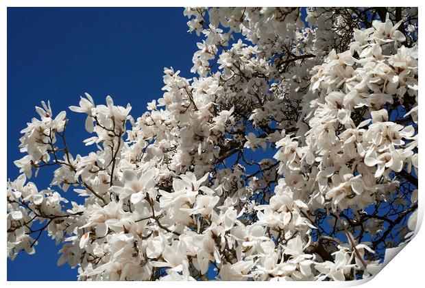 White magnolia tree in blossom Print by Philip Enticknap