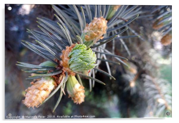 spring fir buds Acrylic by Marinela Feier