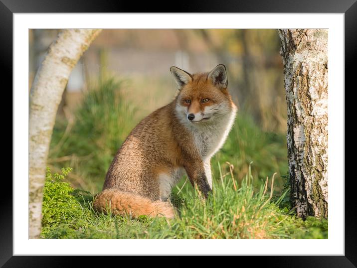 Red Fox Framed Mounted Print by Bett Atherton