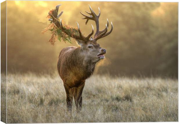 Red Stag Canvas Print by Bett Atherton