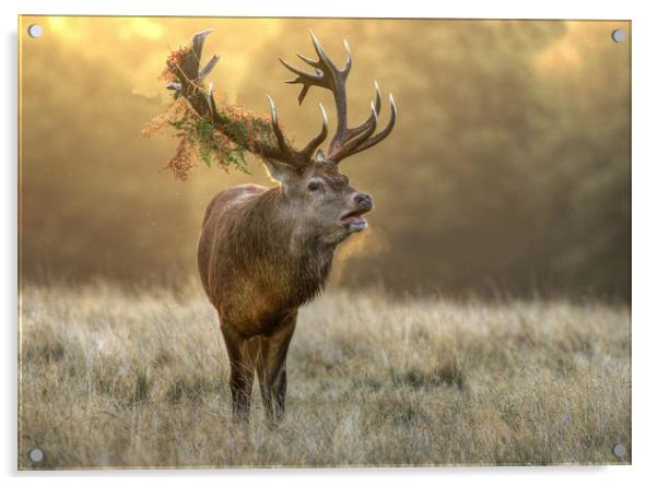 Red Stag Acrylic by Bett Atherton