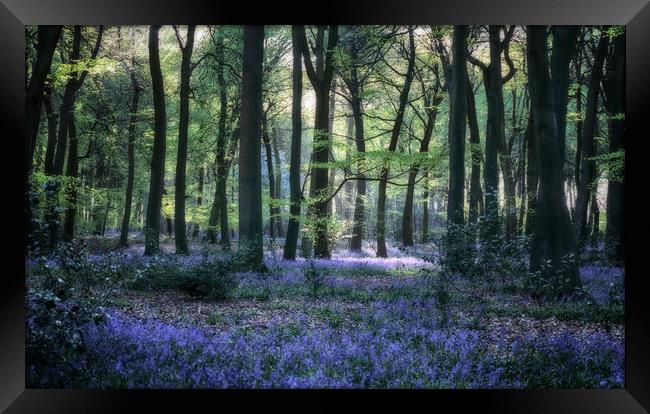 Bluebell Woodlands Framed Print by Ceri Jones