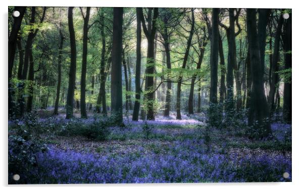 Bluebell Woodlands Acrylic by Ceri Jones