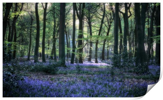 Bluebell Woodlands Print by Ceri Jones