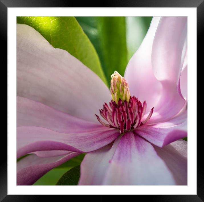 Magnolia close-up Framed Mounted Print by Michelle PREVOT