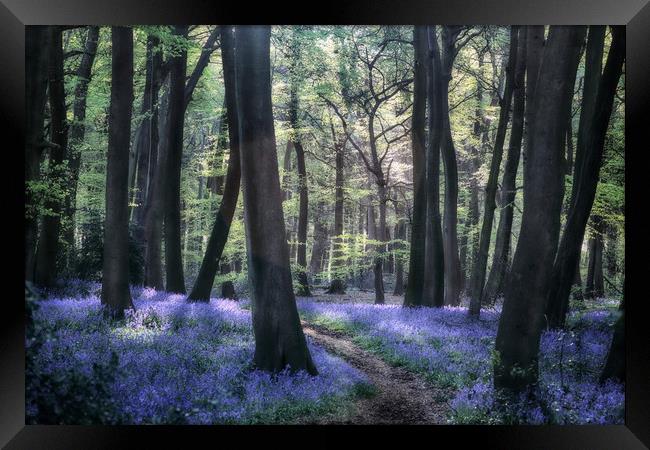 Bluebell Woodland Path Framed Print by Ceri Jones